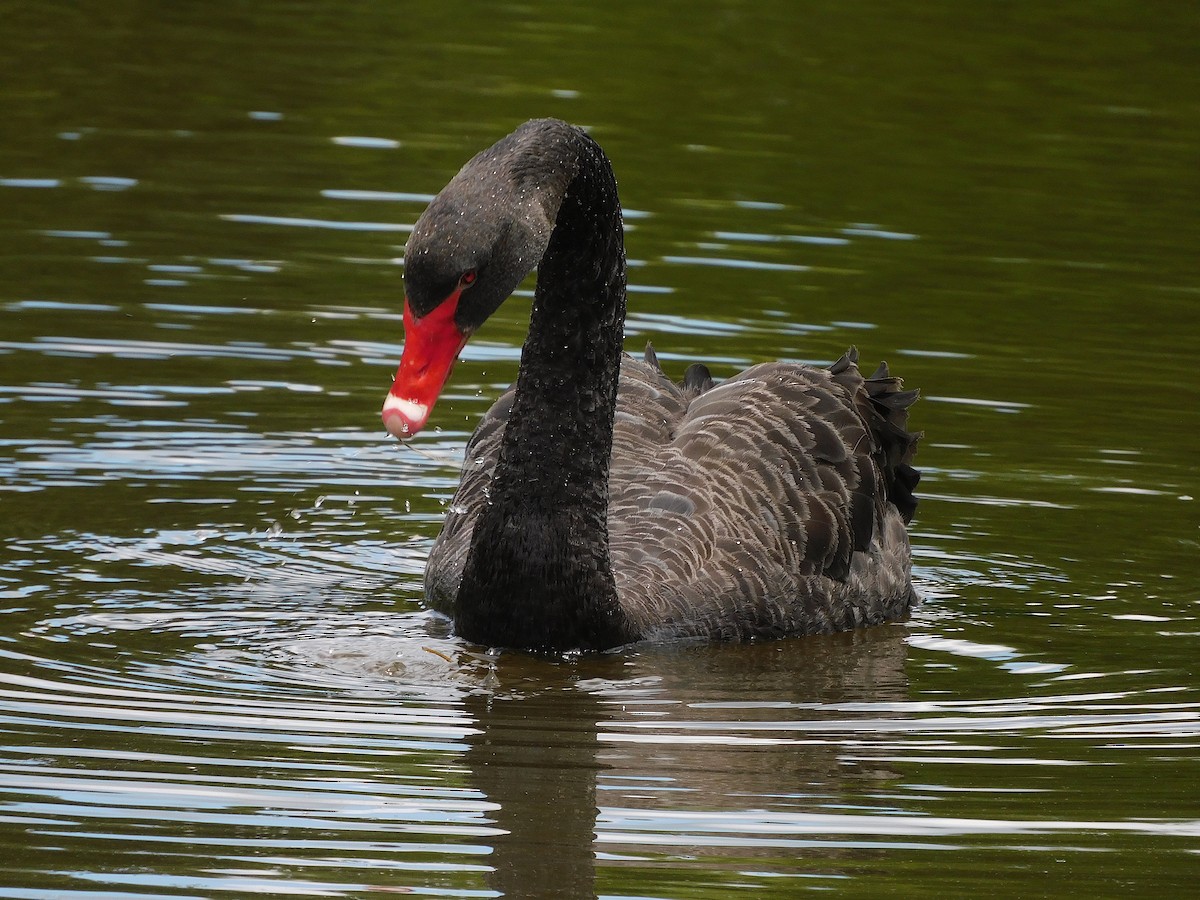 Black Swan - ML509481621