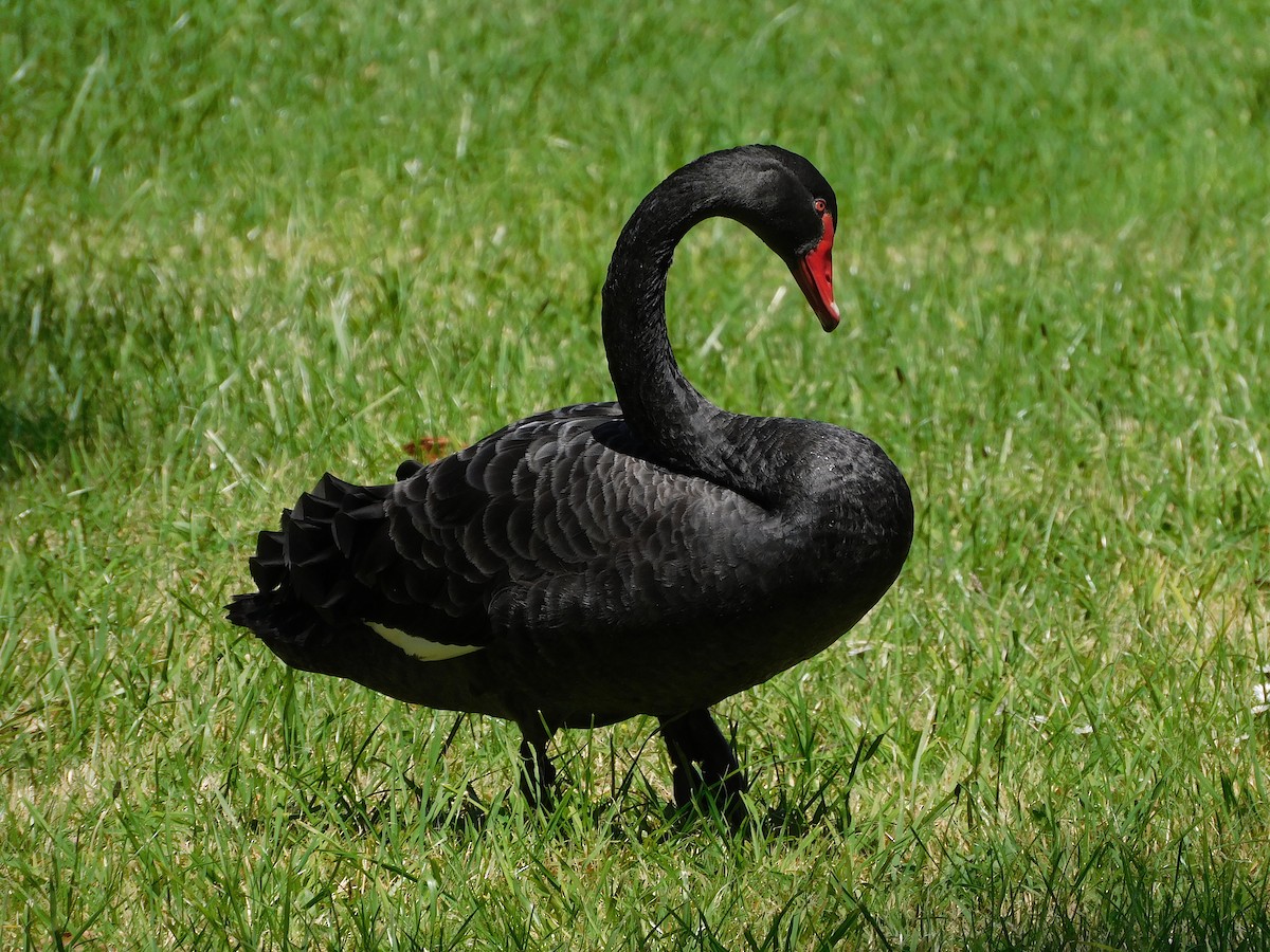 Black Swan - ML509483691