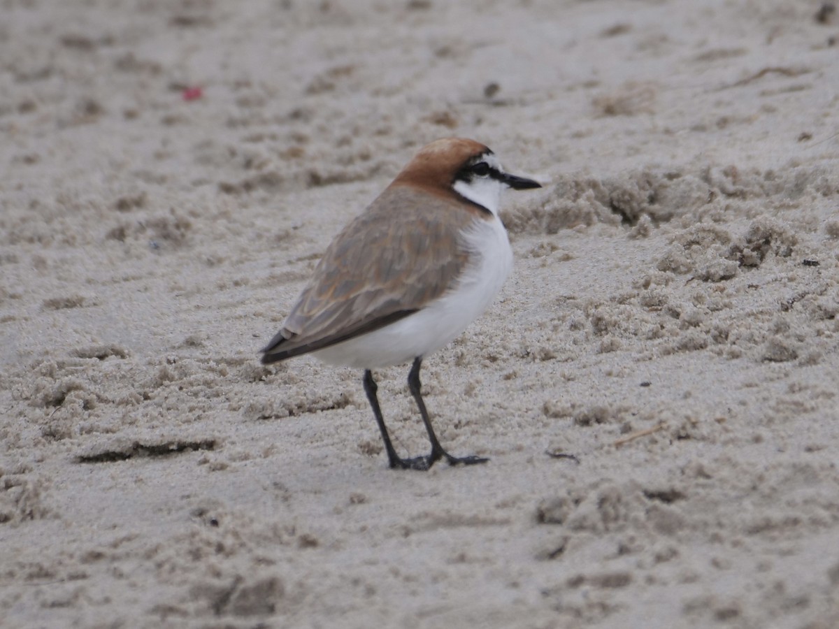 Red-capped Plover - ML509486881
