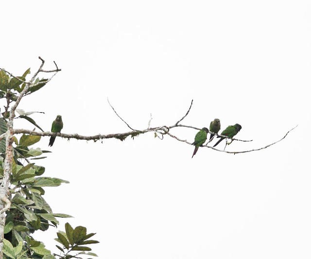 Maroon-tailed Parakeet - ML50948741