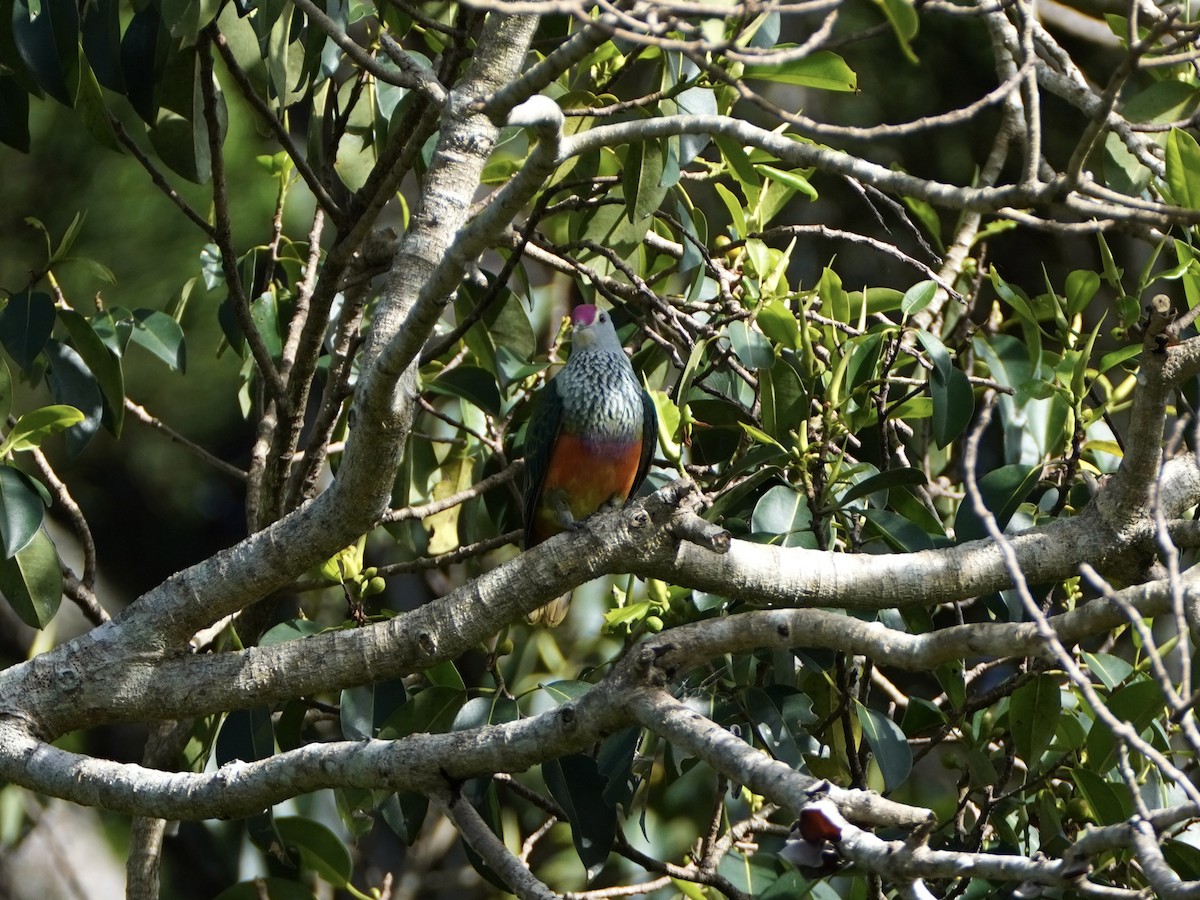 Rose-crowned Fruit-Dove - ML509494471