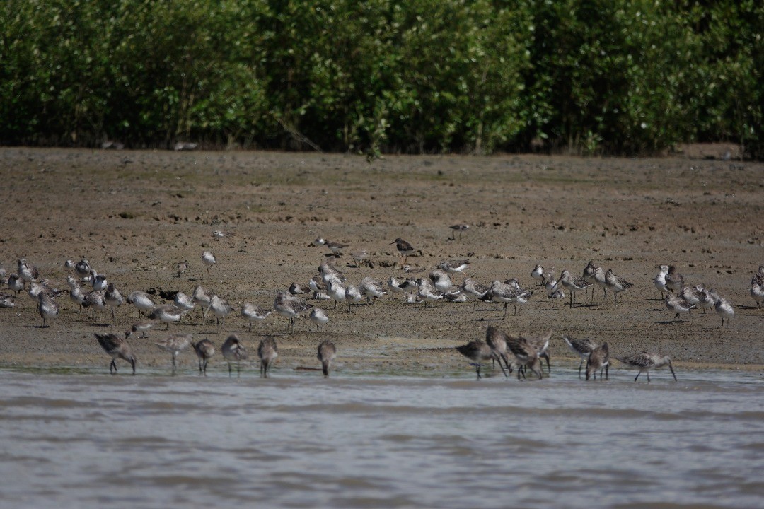 Asian Dowitcher - ML509496061