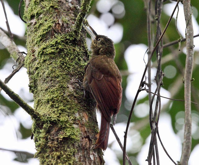 Spotted Woodcreeper - ML50949751