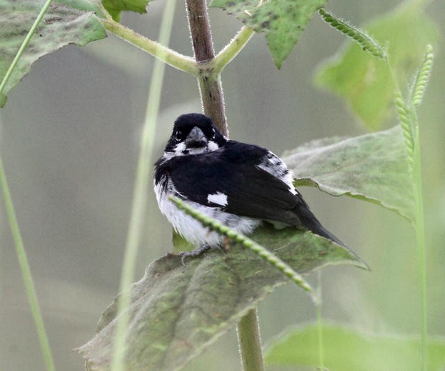 Variable Seedeater - ML50950391