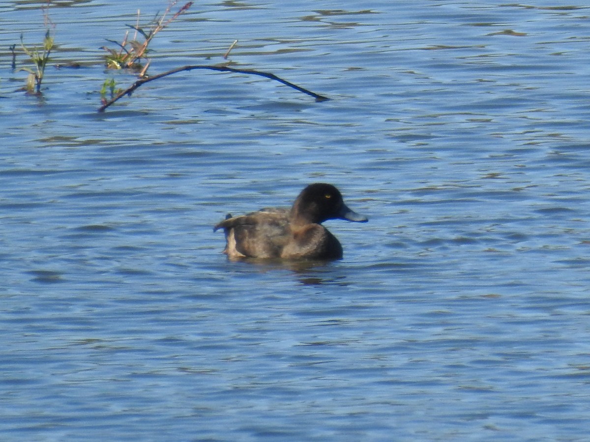 Greater Scaup - ML509507861