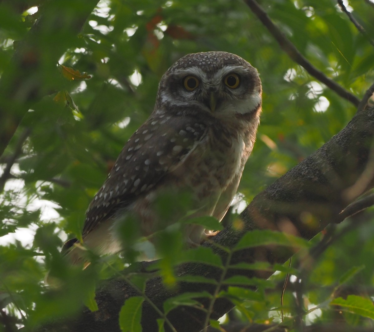 Spotted Owlet - ML509508571
