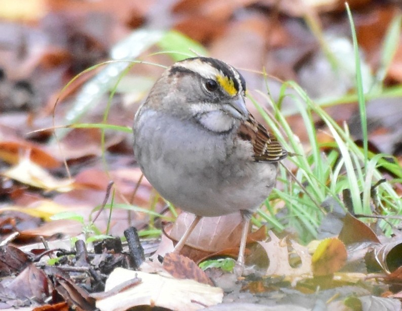 White-throated Sparrow - ML509509771