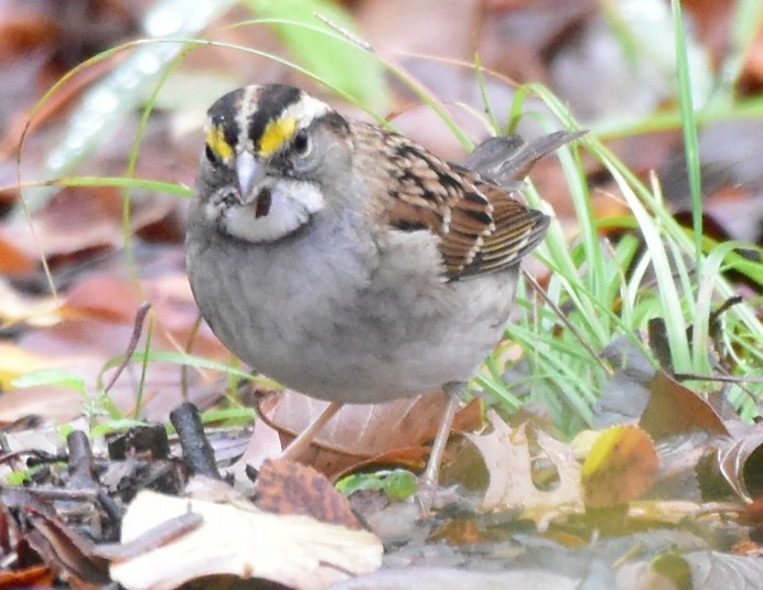 White-throated Sparrow - ML509509781