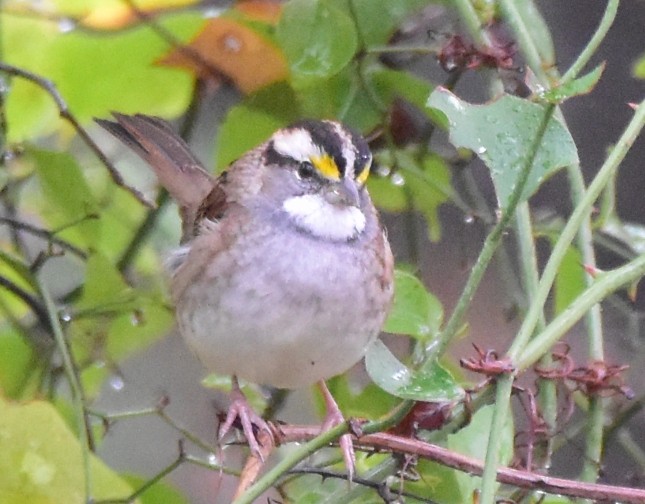 White-throated Sparrow - ML509509791