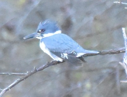 Belted Kingfisher - ML509510081