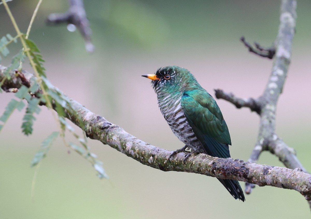 Asian Emerald Cuckoo - ML509514141