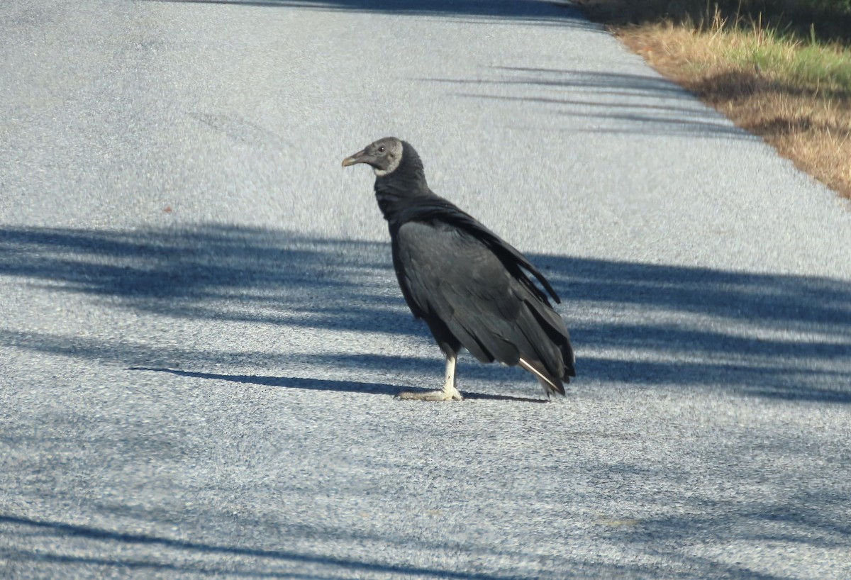 ebird-checklist-2-dec-2022-oyster-rocks-rd-15-species