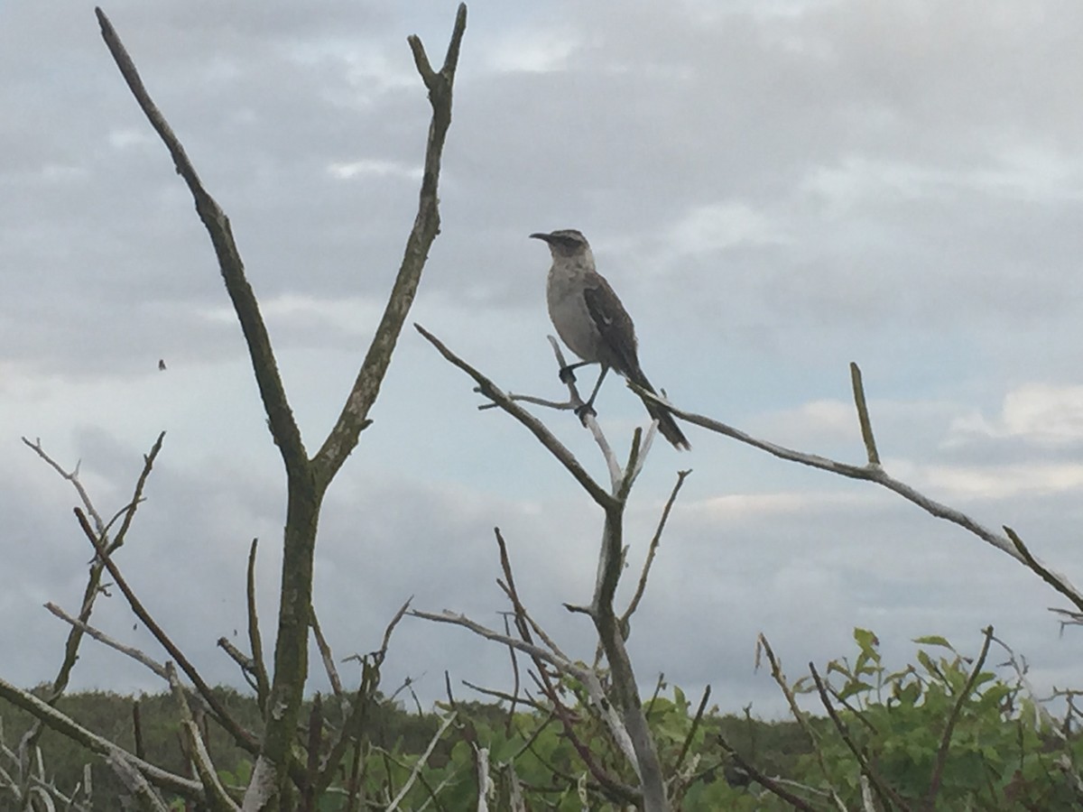 Galapagos Mockingbird - ML509515201