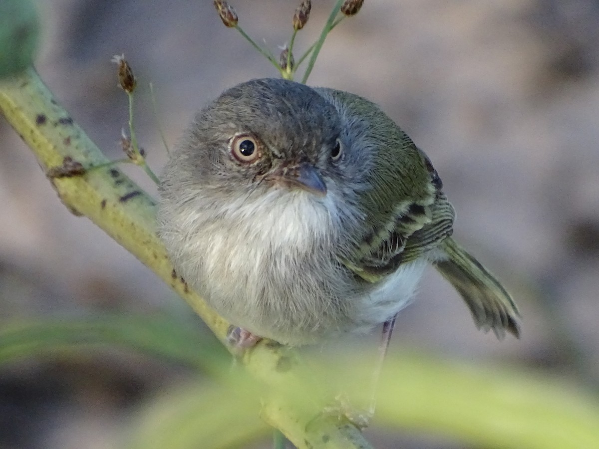 Pearly-vented Tody-Tyrant - ML509517161