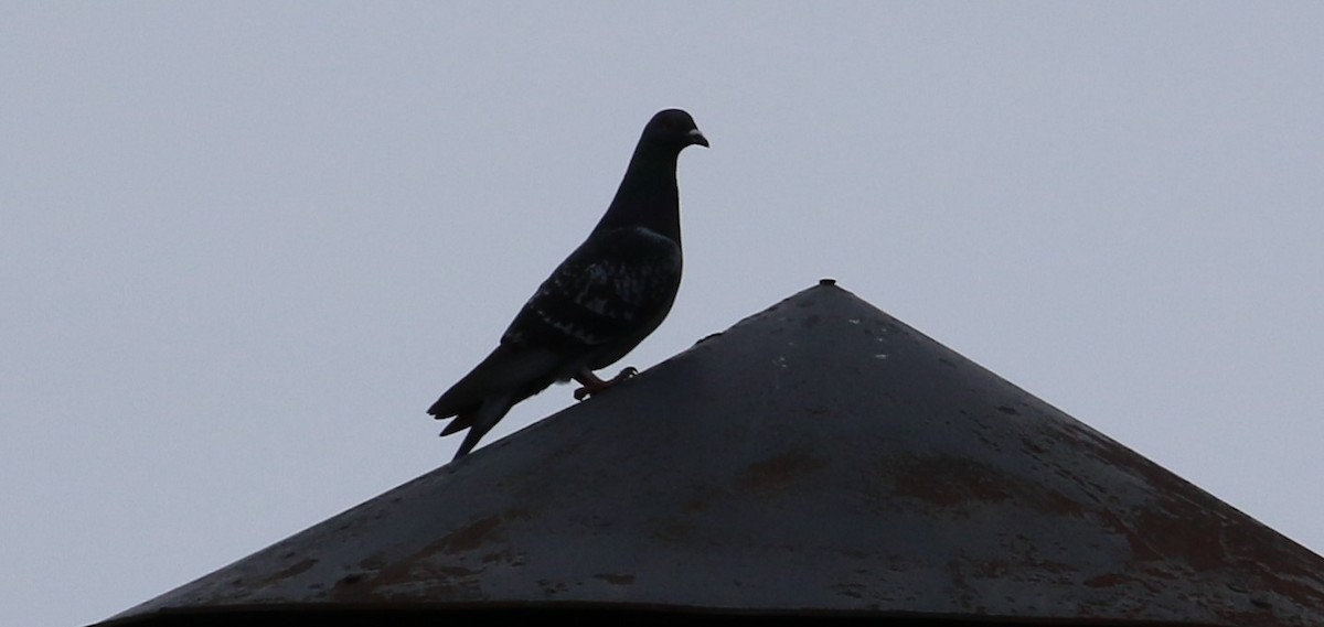 Rock Pigeon (Feral Pigeon) - ML50952081