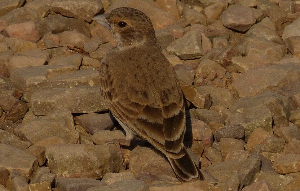 Ashy-crowned Sparrow-Lark - ML50952761