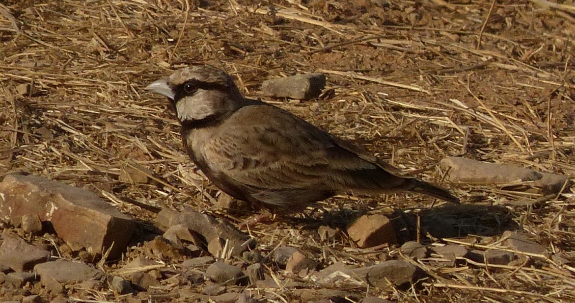 Ashy-crowned Sparrow-Lark - ML50952971