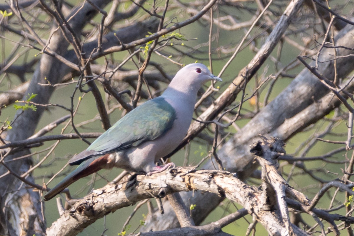 Green Imperial-Pigeon - ML509532901