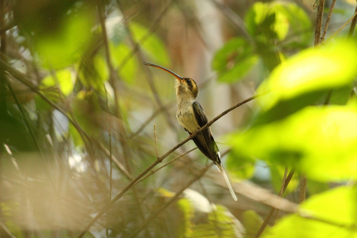 Мексиканский колибри-отшельник (griseoventer) - ML50953761