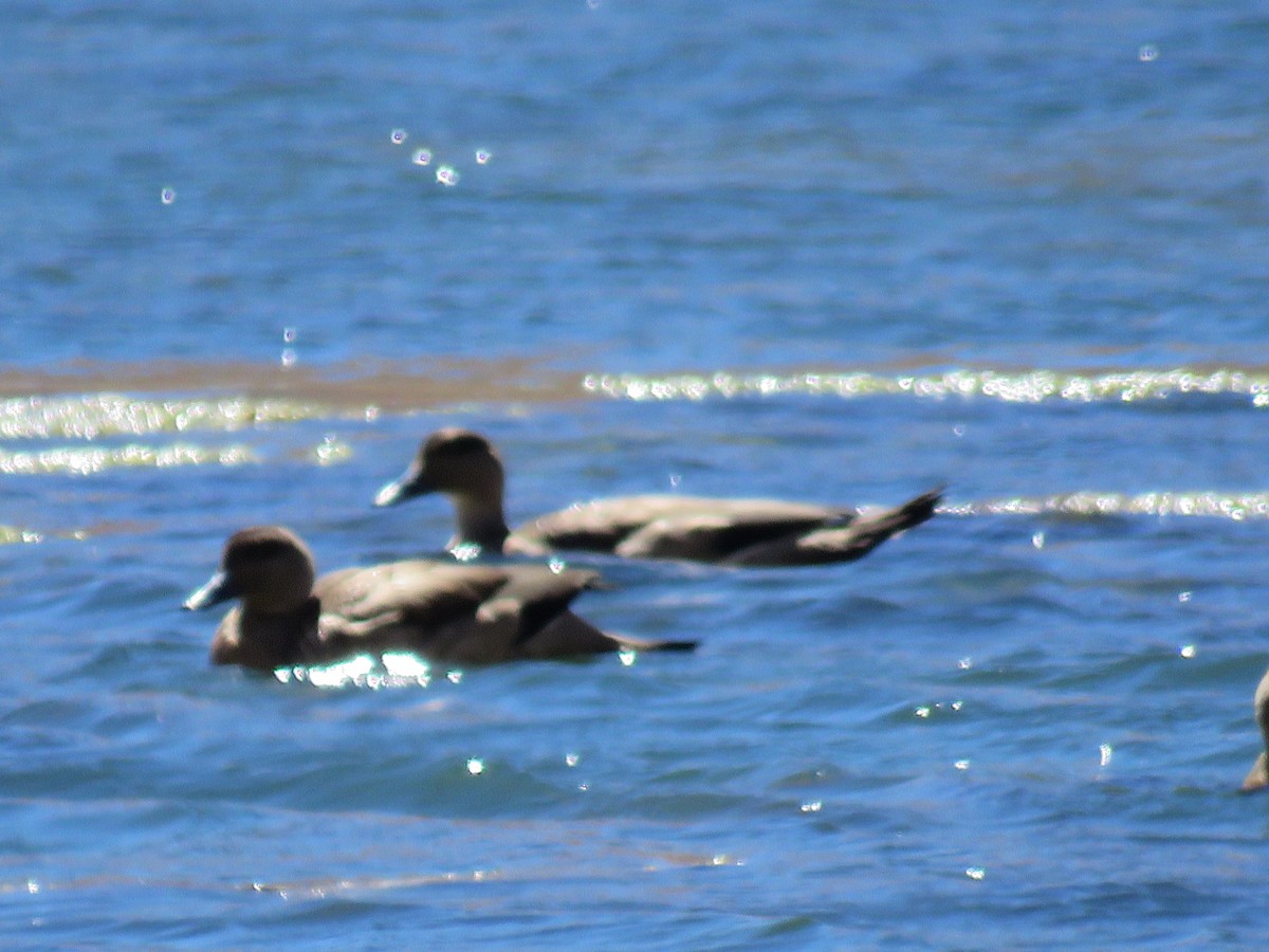 Crested Duck - ML50953811