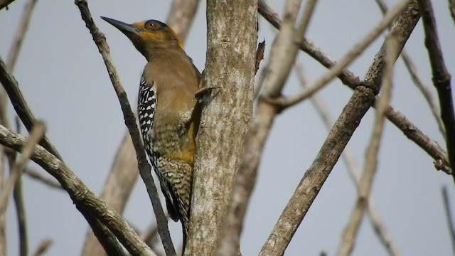 Golden-cheeked Woodpecker - ML509539981