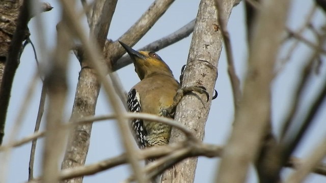 Golden-cheeked Woodpecker - ML509539991
