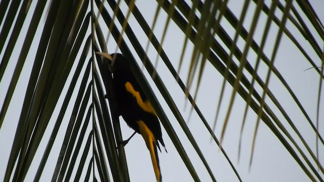 Yellow-winged Cacique - ML509541241