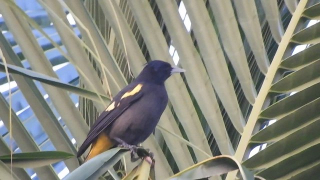 Yellow-winged Cacique - ML509541281