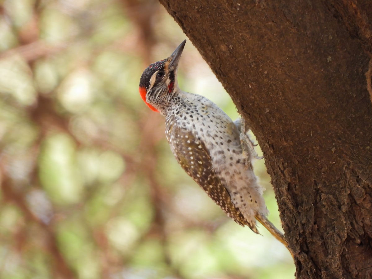 Nubian Woodpecker - ML509544361