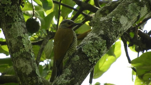Gray-crowned Woodpecker - ML509546871
