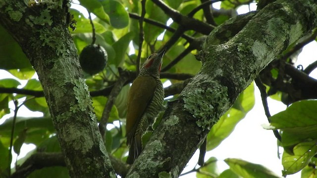 Gray-crowned Woodpecker - ML509547001