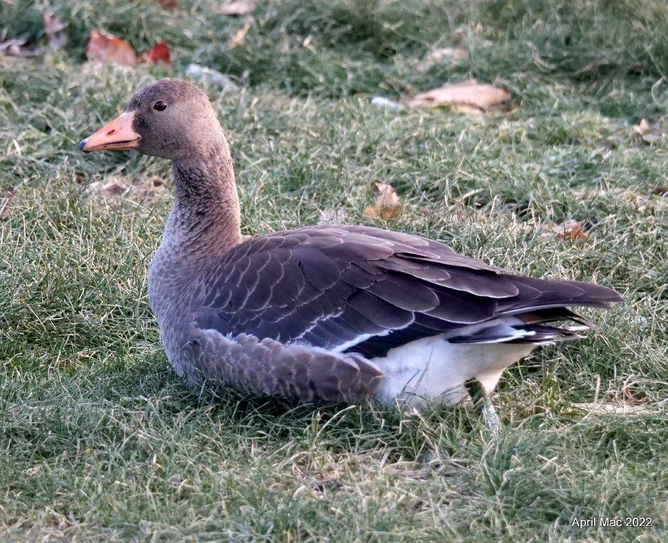 Greater White-fronted Goose (Western) - ML509547431