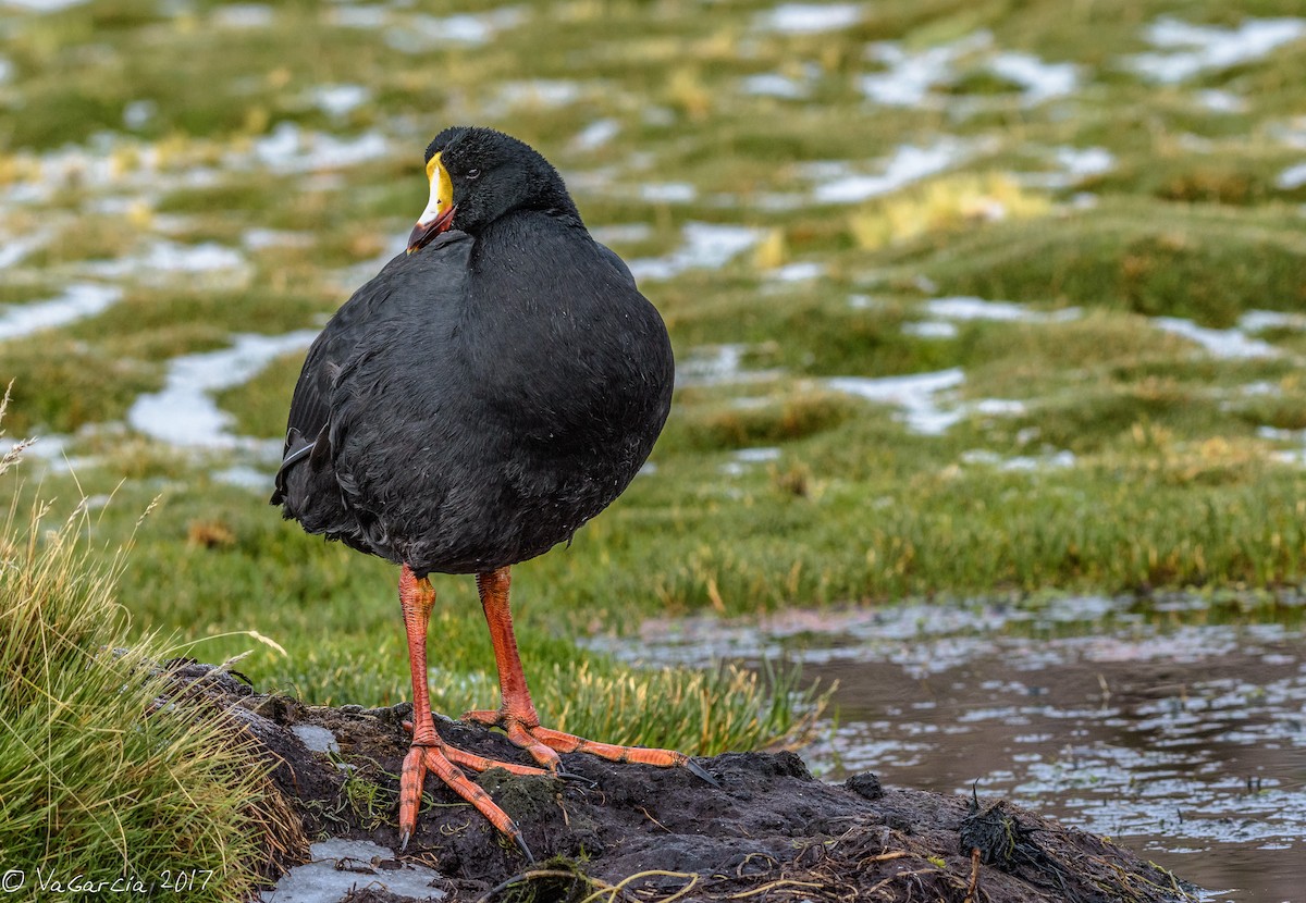 Giant Coot - ML50954831