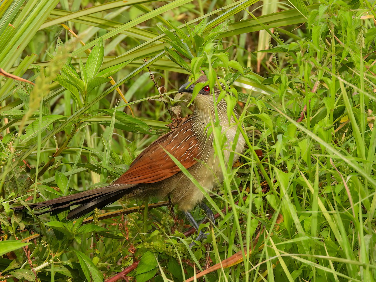 White-browed Coucal - ML509548911