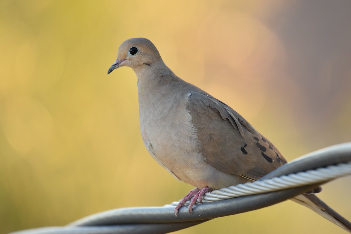 Mourning Dove - Ryan O'Donnell