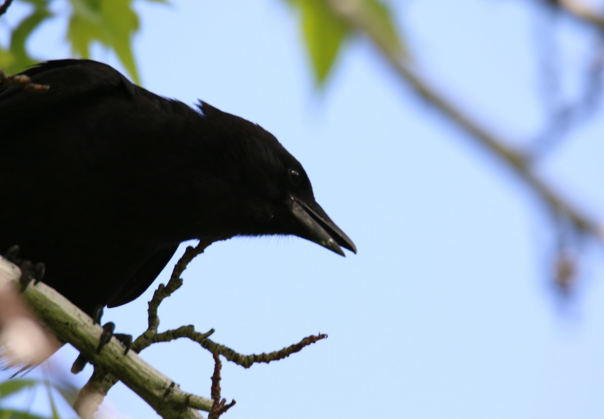 American Crow - ML509551301