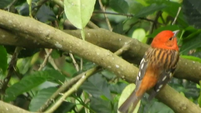 Flame-colored Tanager - ML509553411