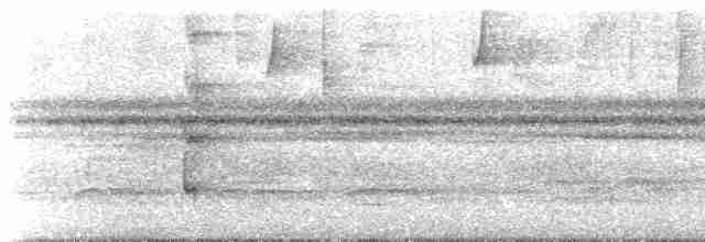 Белобрюхий тоди-тиранн - ML509555641