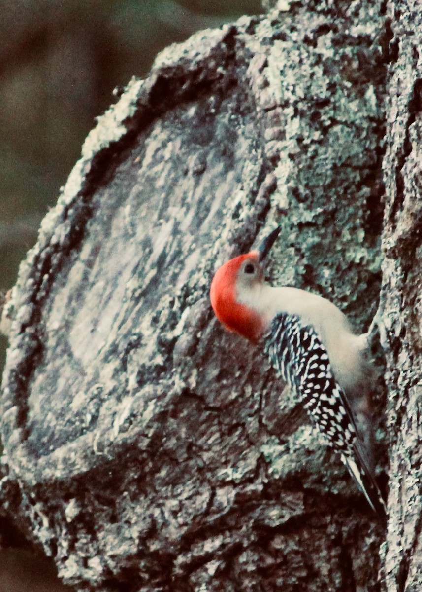 Red-bellied Woodpecker - ML509556421