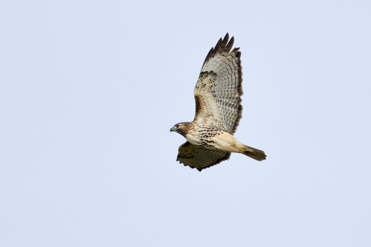 Red-tailed Hawk (abieticola) - ML509557021