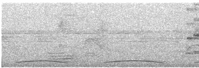 káně dlouhonohá (ssp. gracilis/flexipes) - ML509557041