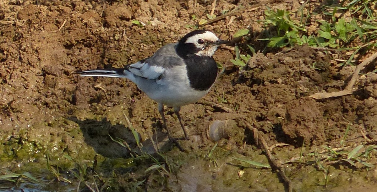 White Wagtail - Suzanne Cholette