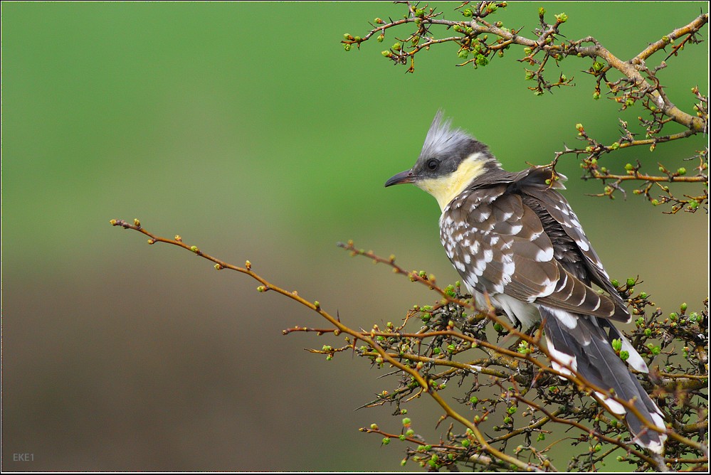 Great Spotted Cuckoo - Fikret Can
