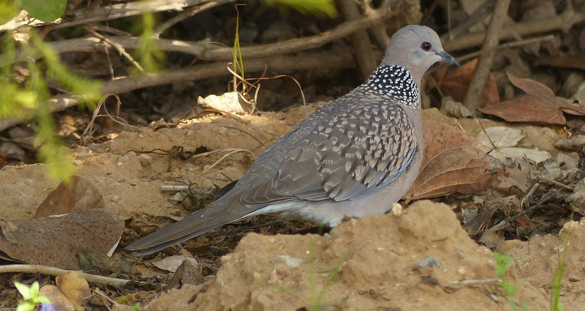Spotted Dove - ML50956341
