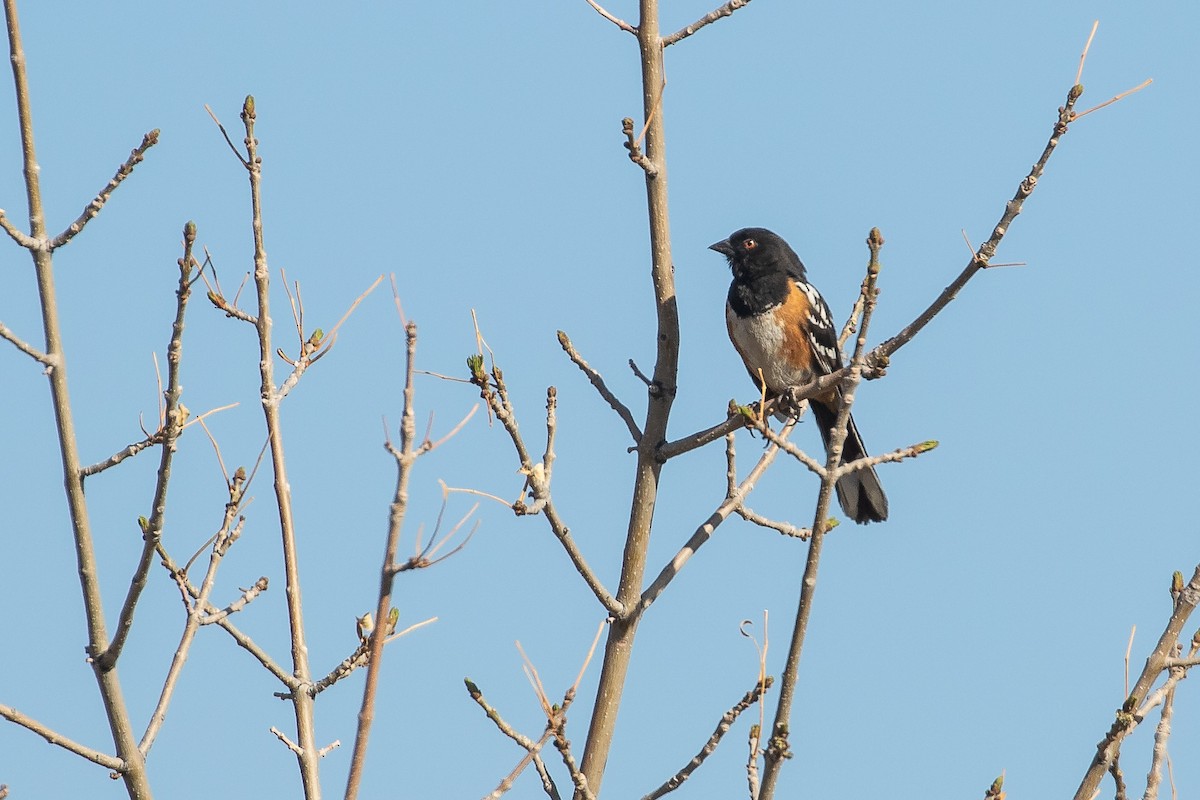 Spotted Towhee - ML509563691