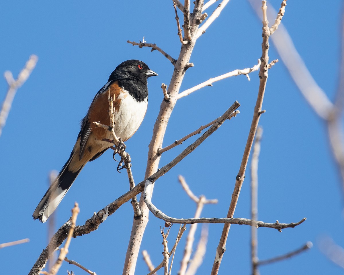 Spotted Towhee - ML509563701