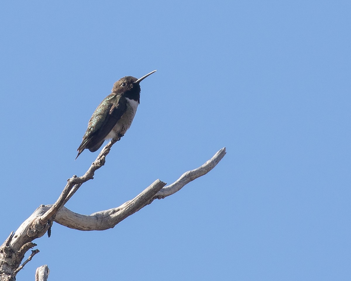 Kara Boğazlı Kolibri - ML509563821