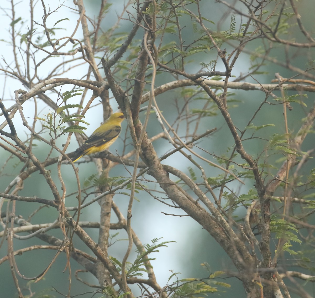 Indian Golden Oriole - ML509563871
