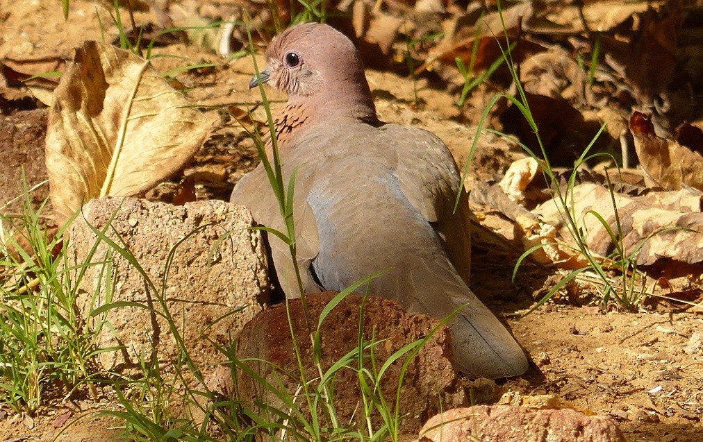 Laughing Dove - ML50956561