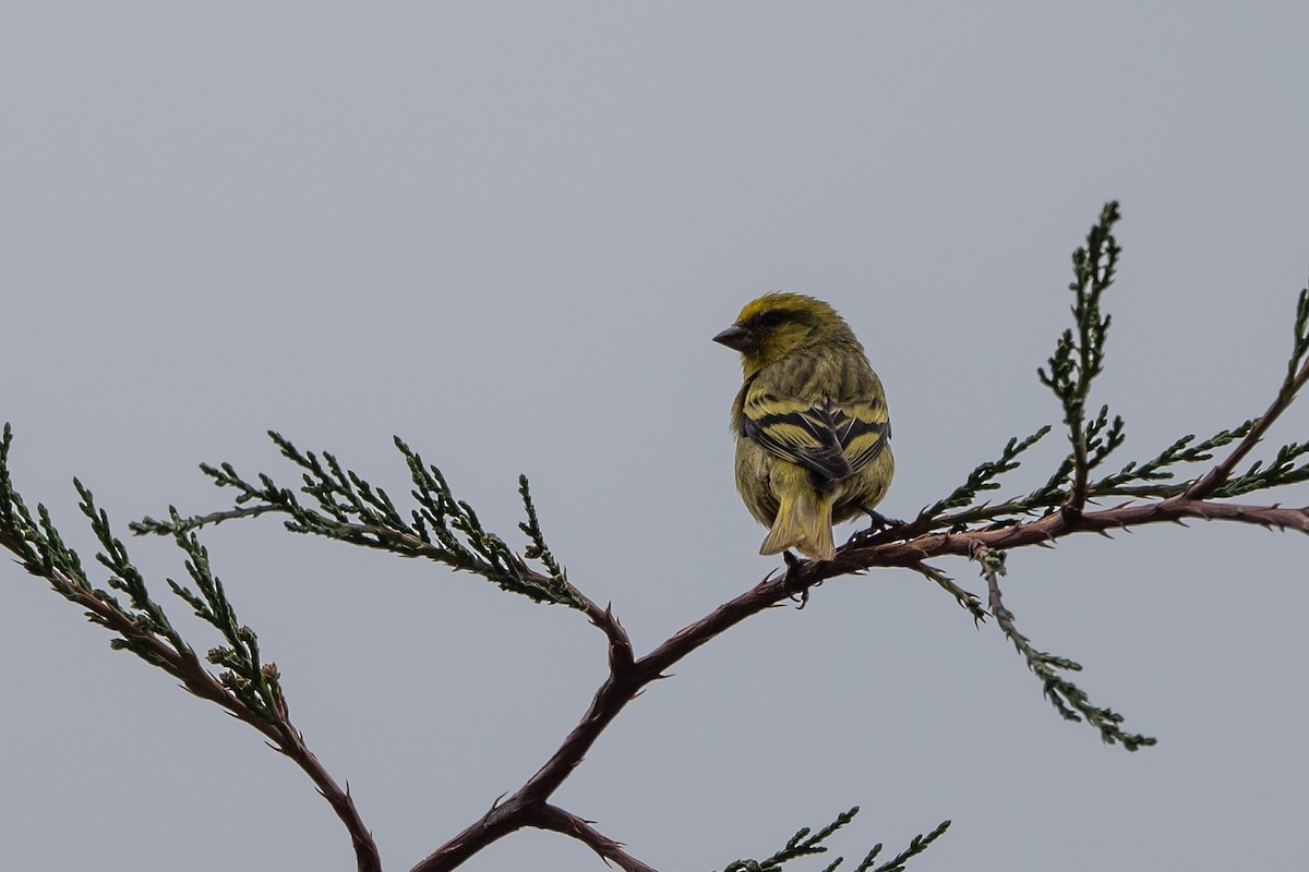 Yellow-crowned Canary - ML509570431